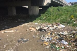 Zonguldak'ta 6 sokak k&ouml;peği zehirli iğne ile telef edildi iddiası