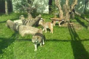 Bursa hayvanat bah&ccedil;esine ziyaret&ccedil;i akını