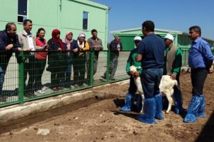 4 bin lira maaşla &ccedil;oban yetiştiriyorlar