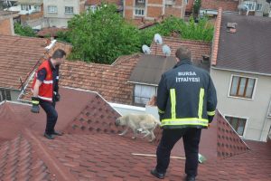 Bursa'da mahsur kalan k&ouml;pek i&ccedil;in seferberlik