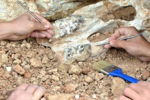 'Son Afrika dinozoru'nun fosili bulundu