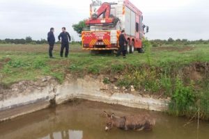 Havuza d&uuml;şen eşeği itfaiye kurtardı