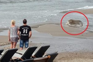 &Ouml;l&uuml; inek g&ouml;renleri şaşkına &ccedil;evirdi