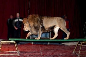Fransa'da aslan, terbiyecisine saldırdı