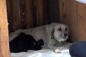 Yavru kurtlara anne k&ouml;pek şefkati