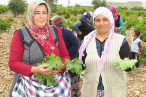 Yapraktan kazanıyorlar! Yeşili 10 TL, salamurası 40 TL...