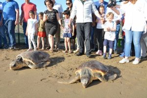 İyileşen caretta carettalar denizle buluştu