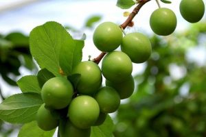 Rusya'ya can eriği ve kayısı ihracatı