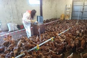 Yumurta ve tavuk eti &uuml;retimi arttı