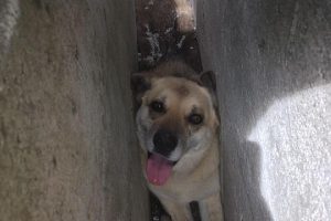 Kanalete şıkışan k&ouml;peği itfaiye kurtardı
