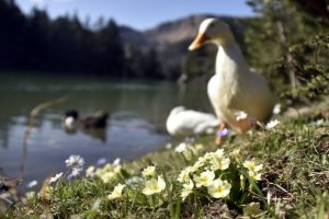 Limni G&ouml;l&uuml;'nde turizm sezonu hızlı başladı