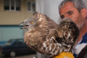 Yaralı şahine sahip &ccedil;ıktı