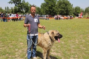 &Ccedil;oban k&ouml;pekleri g&uuml;zellik yarışması