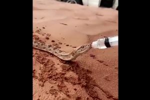 Susuz kalan yılana şırıngayla su verdi