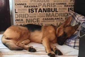 K&ouml;peğini getirene 5 bin lira verecek