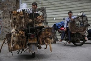 K&ouml;pek katliamına ge&ccedil;ici yasak