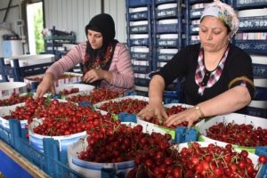 Kiraz hasadında y&uuml;zde 20 artış var