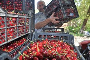 Bursa'da erkenci kirazı &ccedil;ift&ccedil;inin y&uuml;z&uuml;n&uuml; g&uuml;ld&uuml;rd&uuml;