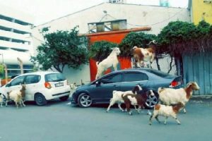 Ahırdan ka&ccedil;an ke&ccedil;iler ara&ccedil;lara zarar verdi