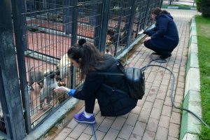 Bursa Osmangazi'de sokak hayvanları sahipsiz kalmıyor