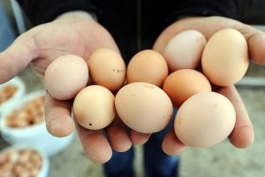 Yumurta fiyatları d&uuml;şt&uuml; tavuk fiyatları y&uuml;kseldi
