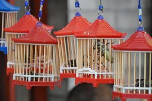 &Ccedil;in'in pazarlarında bin 400 yıllık '&ccedil;ekirge k&uuml;lt&uuml;r&uuml;'