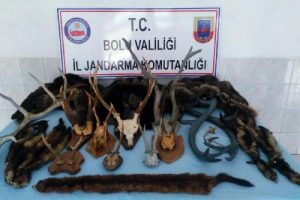 Otomobilde geyik, karaca boynuzu, sansar postu ele ge&ccedil;irildi