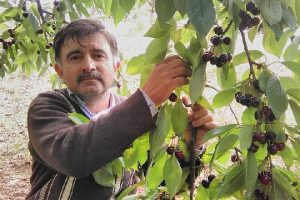 Bursa'da kiraz toplarken ağa&ccedil;tan d&uuml;şerek &ouml;ld&uuml;