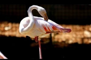 Flamingoların tek ayak sırrı çözüldü