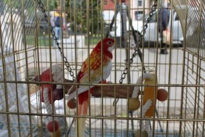 "Cimbom" da Galatasaray Adası'ndan tahliye edildi