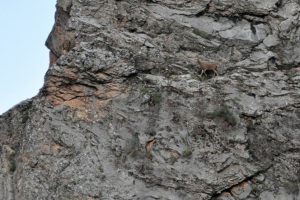Dağ ke&ccedil;ilerinin tehlikeli yolculuğu