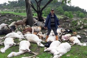 Bursa'da yıldırım isabet eden 53 k&uuml;&ccedil;&uuml;kbaş hayvan telef oldu