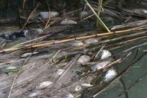 Bursa İznik Belediye Başkanı Sargın: "İznik G&ouml;l&uuml;'ndeki balık &ouml;l&uuml;mleri kirlilikten değil"