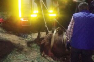 Kuyuya d&uuml;şen ineği itfaiye kurtardı