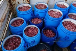 Aydın'da 1780 kilo domuz eti ele ge&ccedil;irildi
