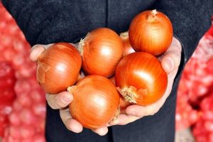 Kuru soğan ihracatından 8,6 milyon dolar gelir
