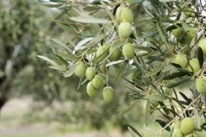 Zeytin tartışmasında ger&ccedil;ek 'ancak' ortaya &ccedil;ıktı