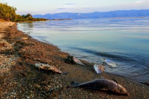 Bursa İznik G&ouml;l&uuml;'ndeki balık &ouml;l&uuml;mleri korkutuyor