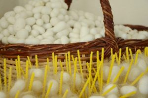 İpek b&ouml;ceği yetiştiricilerinin hasat heyecanı