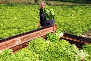 Bursa'da tarlada kalan marul kuzulara yem oldu!