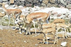 Doğal Yaşam Parkı'nın yeni yavruları