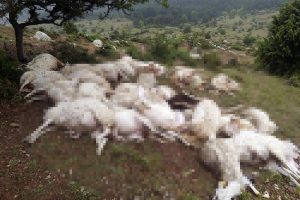 Yıldırım d&uuml;şt&uuml;: 73 koyun telef oldu