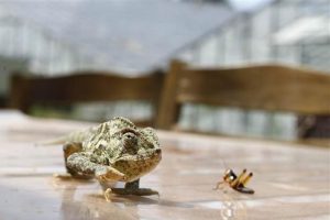 Hamam b&ouml;ceğinin tanesini 4 liradan satıyor