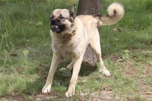 Bu k&ouml;pekleri g&ouml;ren 'maşallah' diyor