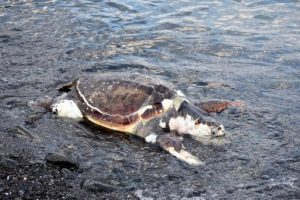Sahilde caretta caretta &ouml;l&uuml;s&uuml; bulundu