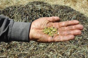 Ateşin ve dumanın lezzetlendirdiği tat: Firik