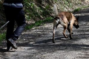 30 k&ouml;peği par&ccedil;alayan "canavar" i&ccedil;in fotokapan