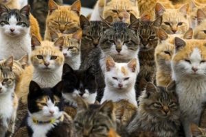 Fransa'da 1 ayda 200 kedi zehirlenerek &ouml;ld&uuml;