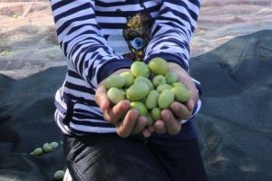 Zeytin &uuml;reticileri kaygılı