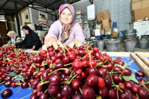 Kiraz &uuml;reticisine erken uyarı geldi, rekolte arttı